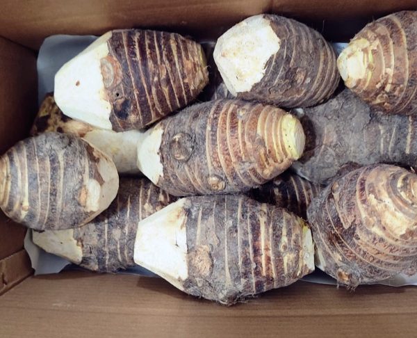STOLON OF COLOCASIA - Image 2