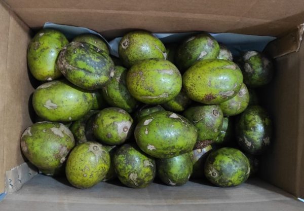 HOG PLUM