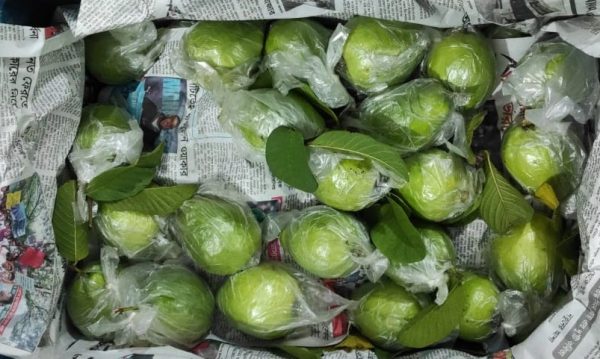 GUAVA - Image 2