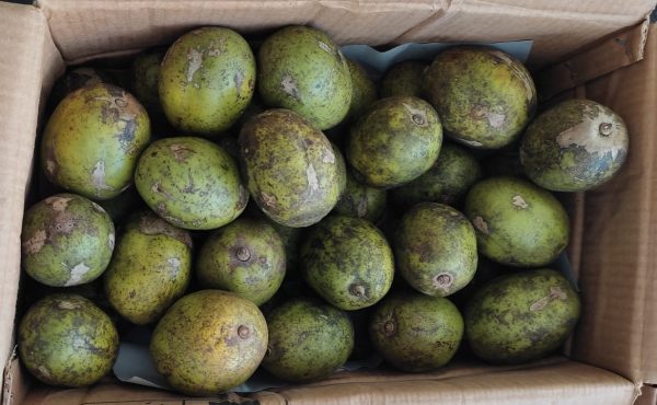 HOG PLUM - Image 2