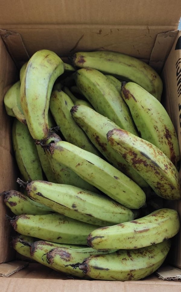 PLANTAIN - Image 2