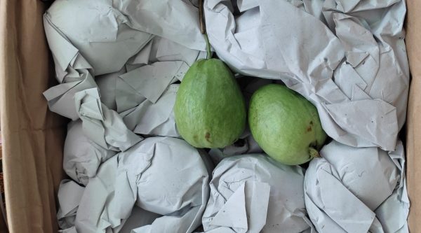GUAVA - Image 3