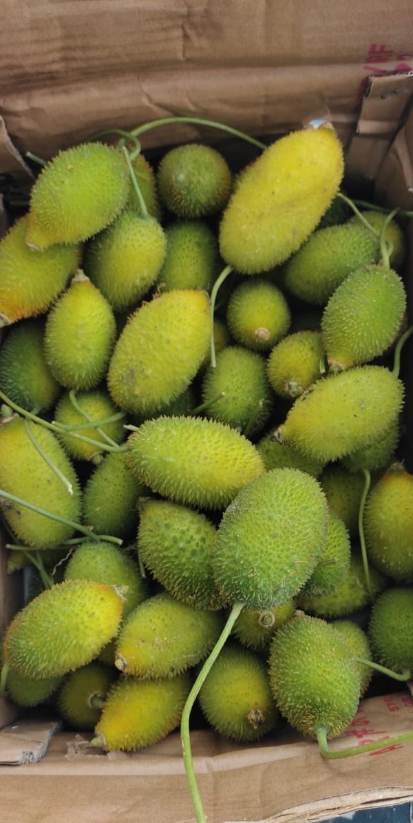 SPINY GOURD