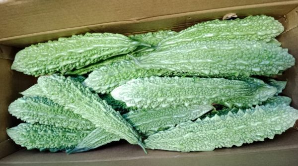 BITTER GOURD