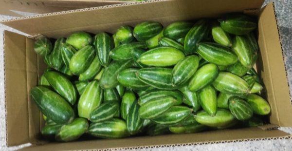 POINTED GOURD