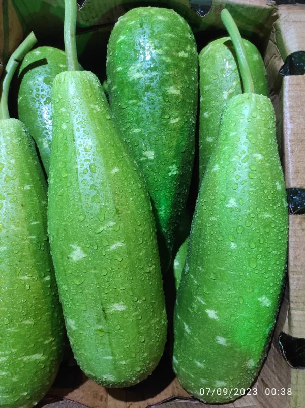 BOTTLE GOURD - Image 3