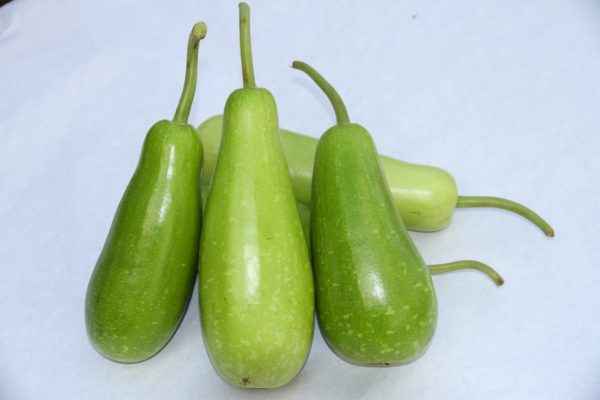 BOTTLE GOURD