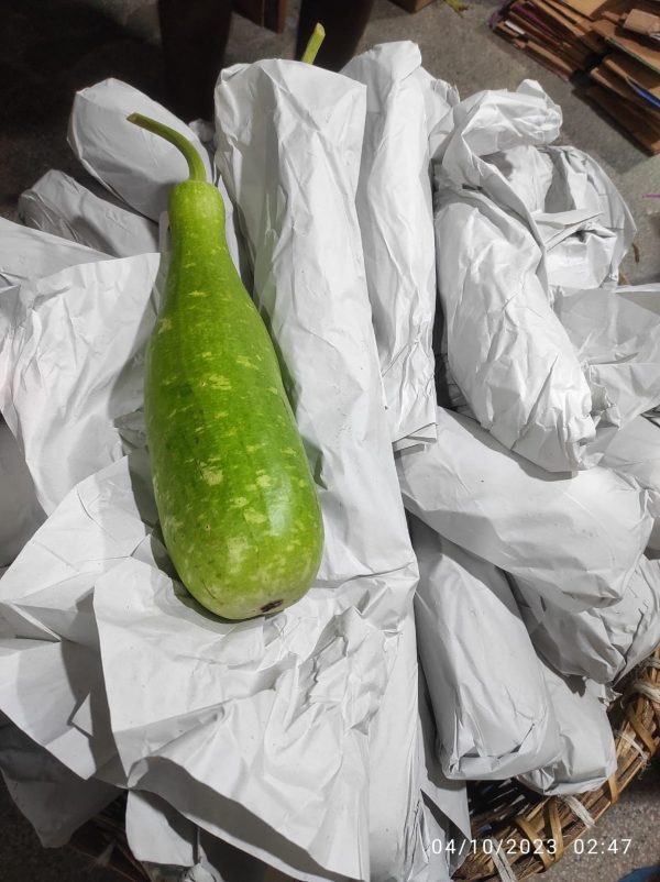 BOTTLE GOURD - Image 4